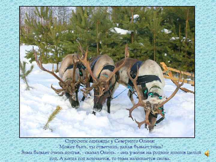 Спросили однажды у Северного Оленя: - Может быть, ты ответишь, какая бывает зима? -