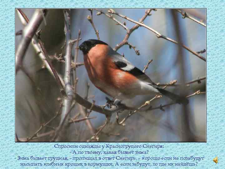 Спросили однажды у Красногрудого Снегиря: - А по твоему, какая бывает зима? - Зима