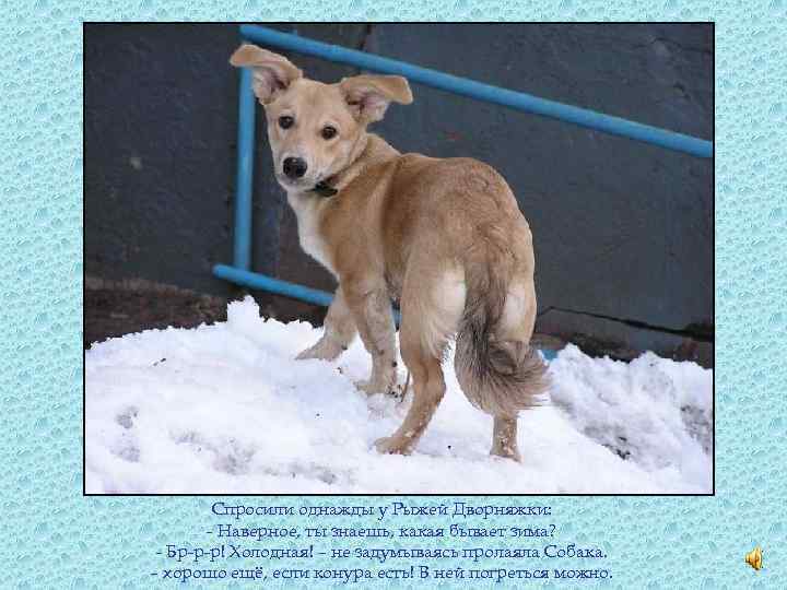 Спросили однажды у Рыжей Дворняжки: - Наверное, ты знаешь, какая бывает зима? - Бр-р-р!