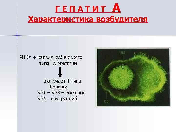 Гепатит бактерии