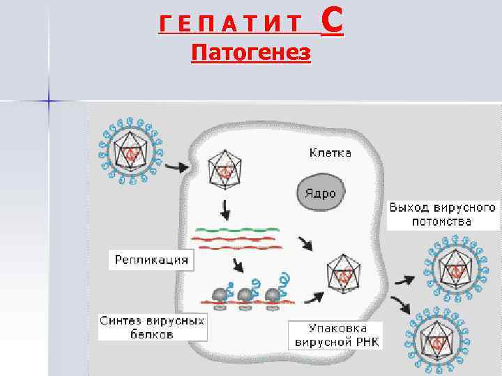 ГЕПАТИТ Патогенез С 
