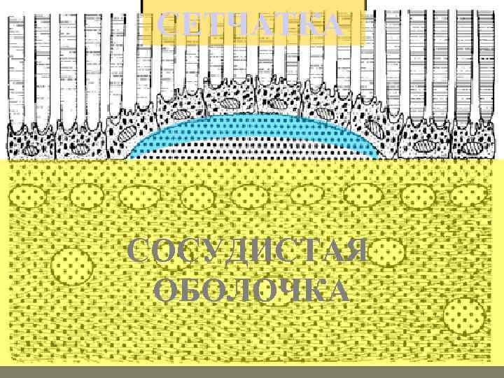 СЕТЧАТКА СОСУДИСТАЯ ОБОЛОЧКА 