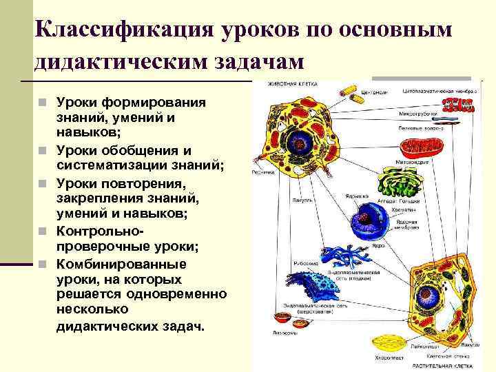 Классификация уроков по основным дидактическим задачам n Уроки формирования знаний, умений и навыков; n