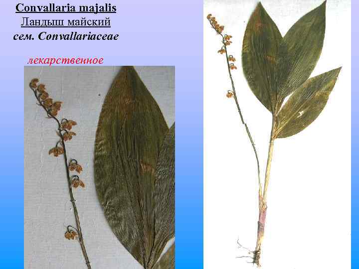 Convallaria majalis Ландыш майский сем. Convallariaceae лекарственное 