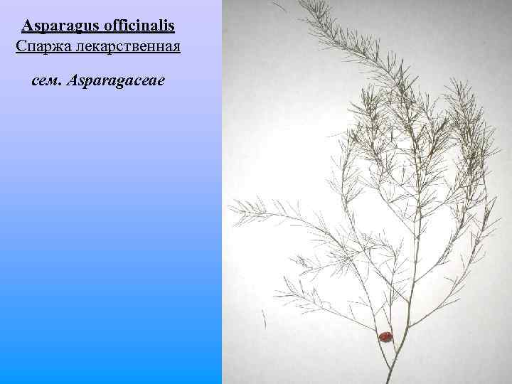  Asparagus officinalis Спаржа лекарственная сем. Asparagaceae 