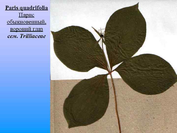 Paris quadrifolia Парис обыкновенный, вороний глаз сем. Trilliaceae 