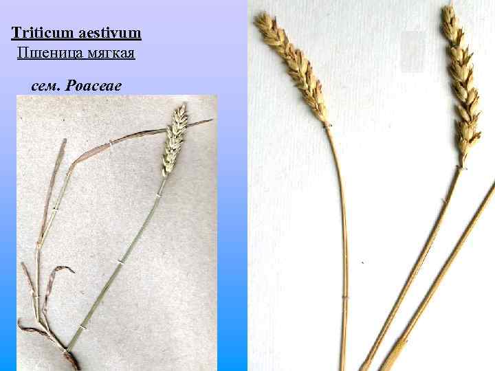 Triticum aestivum Пшеница мягкая сем. Poaceae 