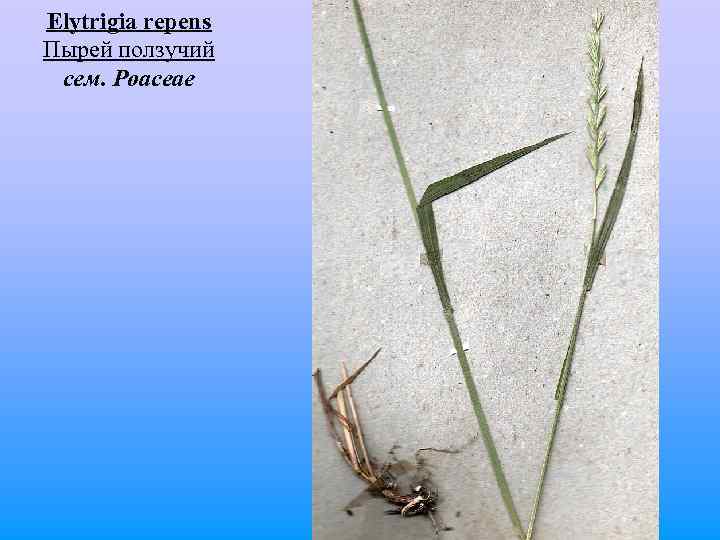 Elytrigia repens Пырей ползучий сем. Poaceae 