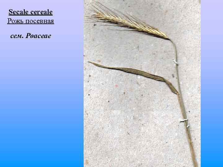 Secale cereale Рожь посевная сем. Poaceae 