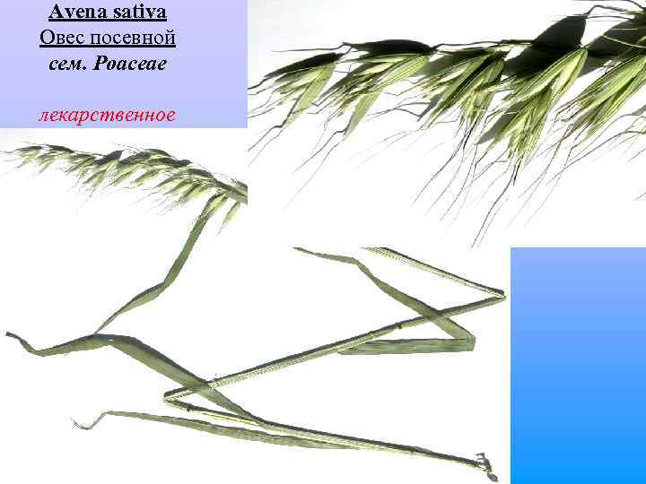  Avena sativa Овес посевной сем. Poaceae лекарственное 