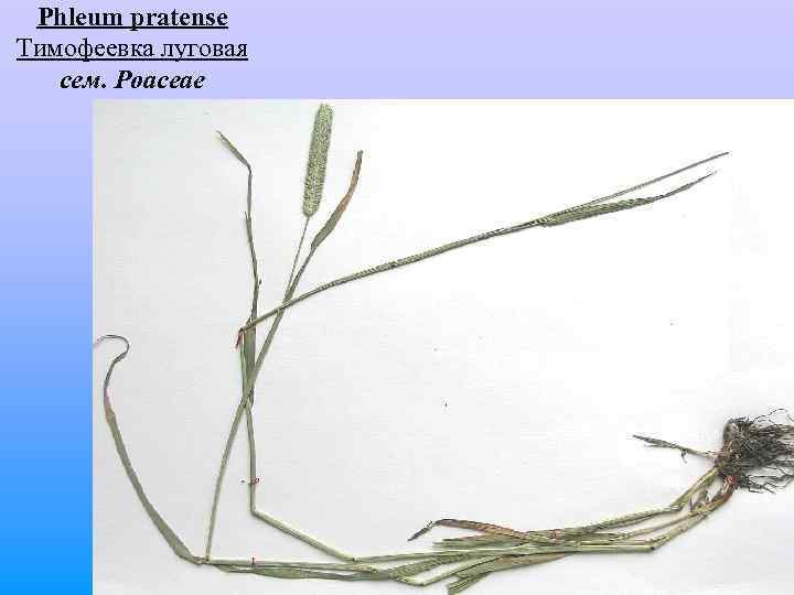  Phleum pratense Тимофеевка луговая сем. Poaceae 