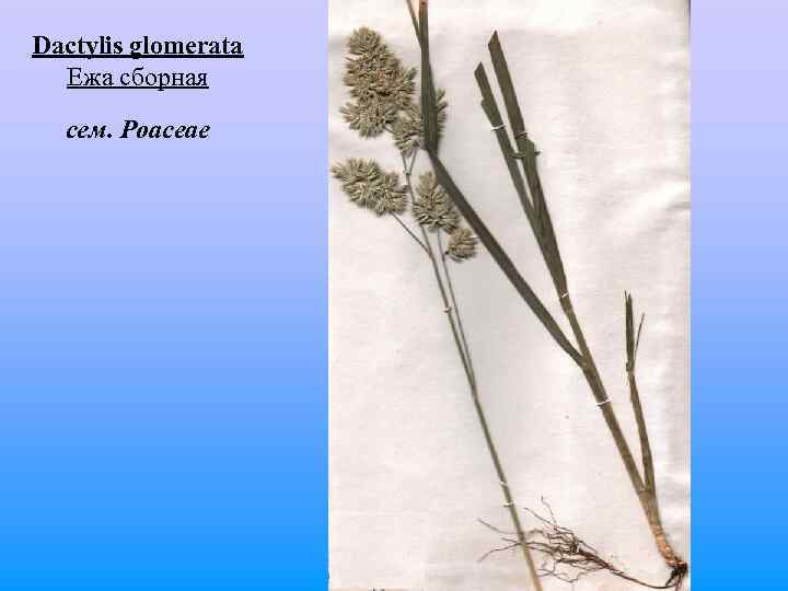 Dactylis glomerata Ежа сборная сем. Poaceae 