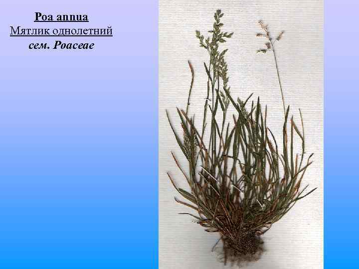  Poa annua Мятлик однолетний сем. Poaceae 