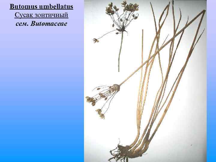 Butomus umbellatus Сусак зонтичный сем. Butomaceae 