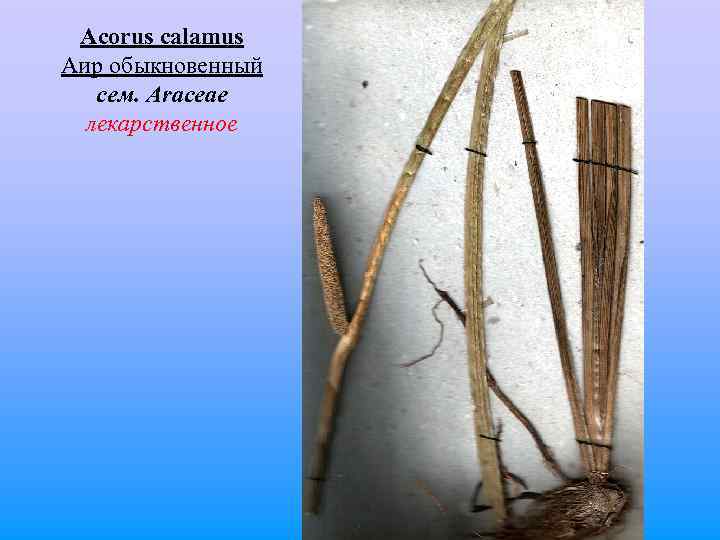  Acorus calamus Аир обыкновенный сем. Araceae лекарственное 