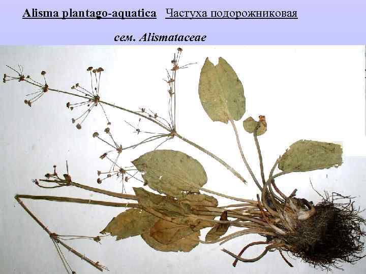 Alisma plantago-aquatica Частуха подорожниковая сем. Alismataceae 