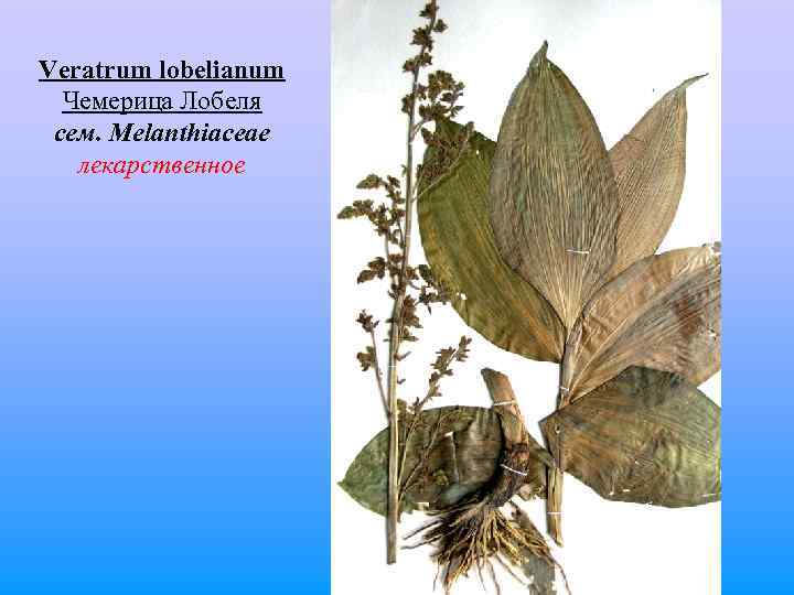 Veratrum lobelianum Чемерица Лобеля сем. Melanthiaceae лекарственное 