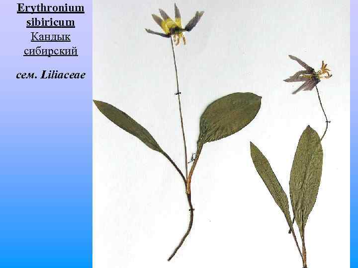 Erythronium sibiricum Кандык сибирский сем. Liliaceae 