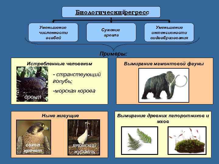 Закончите заполнение схемы эволюция трехслойных животных первое направление эволюции появление