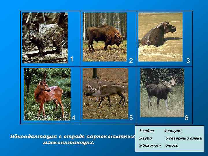 1 2 3 4 5 6 1 -кабан Идиоадаптация в отряде парнокопытных млекопитающих. 4