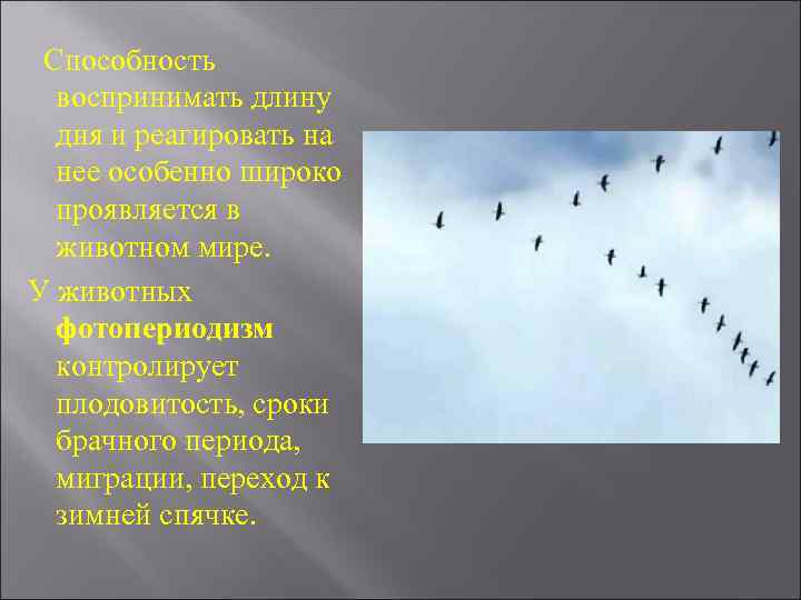Способность воспринимать длину дня и реагировать на нее особенно широко проявляется в животном мире.