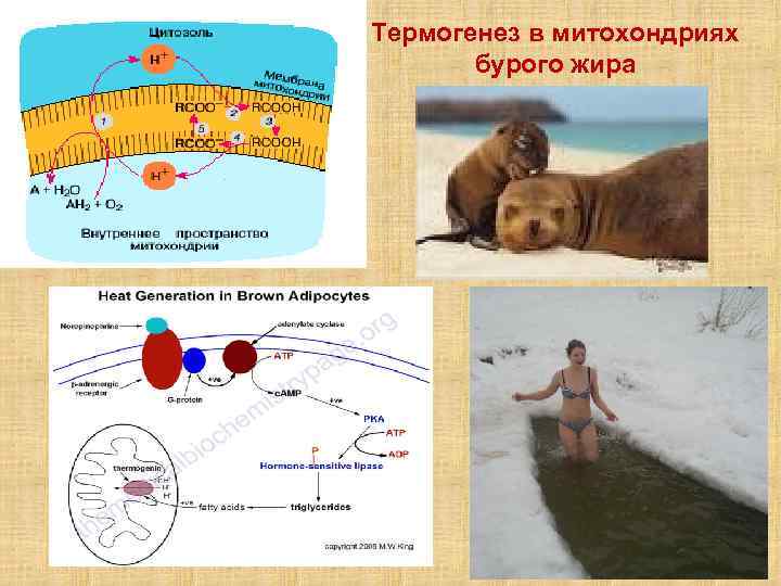 Термогенез в митохондриях бурого жира 