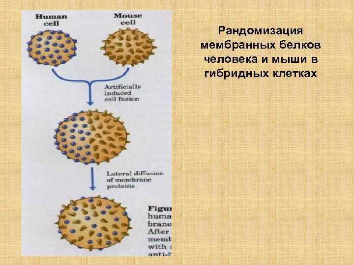 Рандомизация мембранных белков человека и мыши в гибридных клетках 