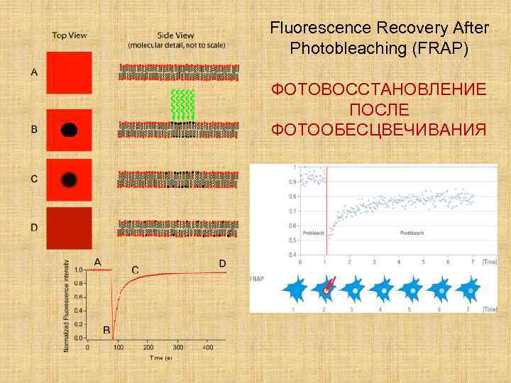 Fluorescence Recovery After Photobleaching (FRAP) ФОТОВОССТАНОВЛЕНИЕ ПОСЛЕ ФОТООБЕСЦВЕЧИВАНИЯ 