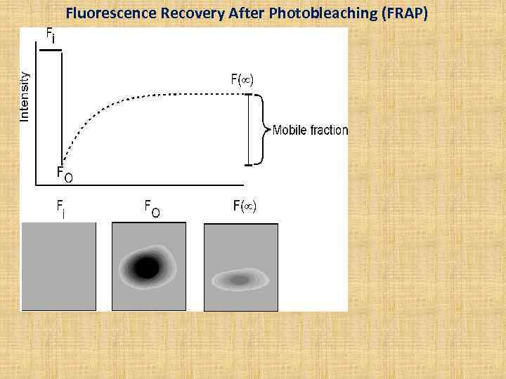Fluorescence Recovery After Photobleaching (FRAP) 