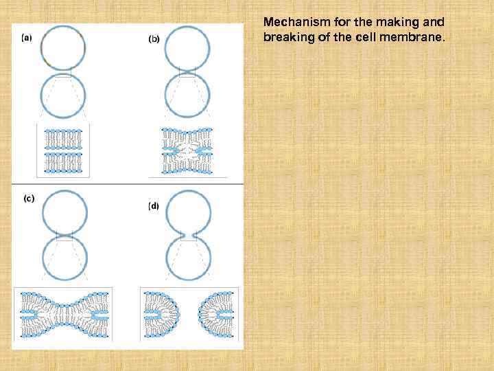 Mechanism for the making and breaking of the cell membrane. 