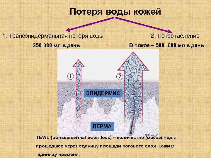 Потеря воды кожей 1. Трансэпидермальная потеря воды 2. Потоотделение 250 -300 мл в день