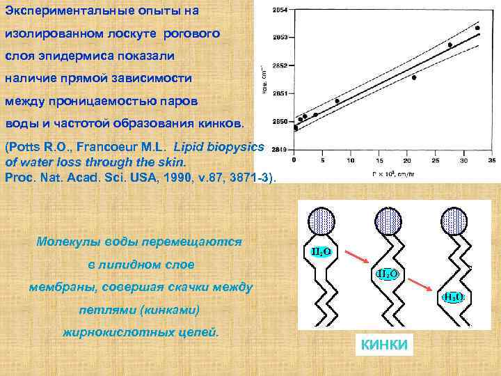 Экспериментальные опыты на изолированном лоскуте рогового слоя эпидермиса показали наличие прямой зависимости между проницаемостью