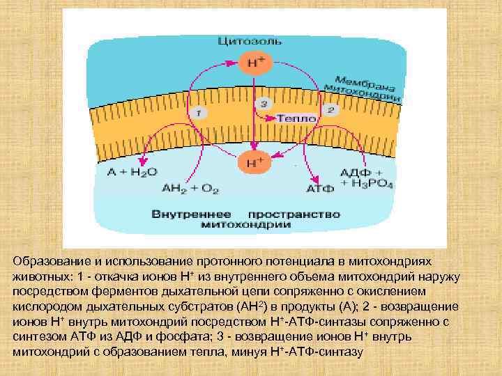 Образование и использование протонного потенциала в митохондриях животных: 1 - откачка ионов Н+ из