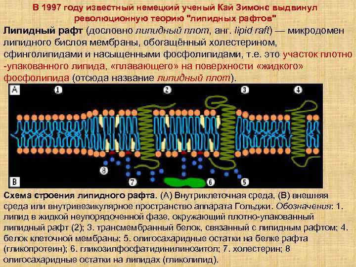 В 1997 году известный немецкий ученый Кай Зимонс выдвинул революционную теорию "липидных рафтов" Липидный