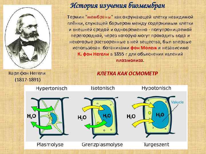 История изучения биомембран Термин "мембраны" как окружающей клетку невидимой плёнки, служащей барьером между содержимым