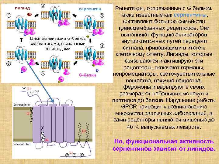 Белки рецепторы. Рецепторы, сопряжённые с g-белком. G-белок сопряженные рецепторы. Рецепторы сопряженные с g-белками. Рецепторы, сопряженные с g-белками. Функции.