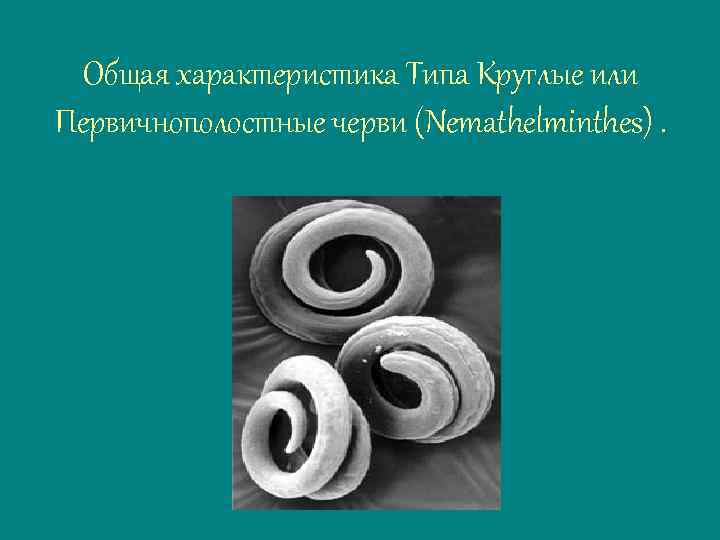 Общая характеристика Типа Круглые или Первичнополостные черви (Nemathelminthes). 