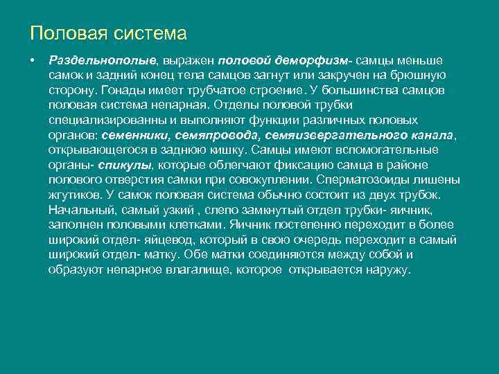 Половая система • Раздельнополые, выражен половой деморфизм- самцы меньше самок и задний конец тела