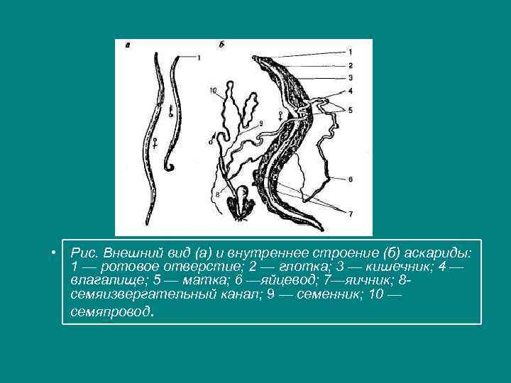Строение аскариды. Самка аскариды строение. Внешний вид (а) и внутреннее строение (б) аскариды. Аскарида схема строения. Внешнее строение аскариды.