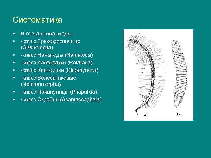 Систематика • • В состав типа входят: -класс Брюхоресничные (Gastrotricha) -класс Нематоды (Nematoda) -класс