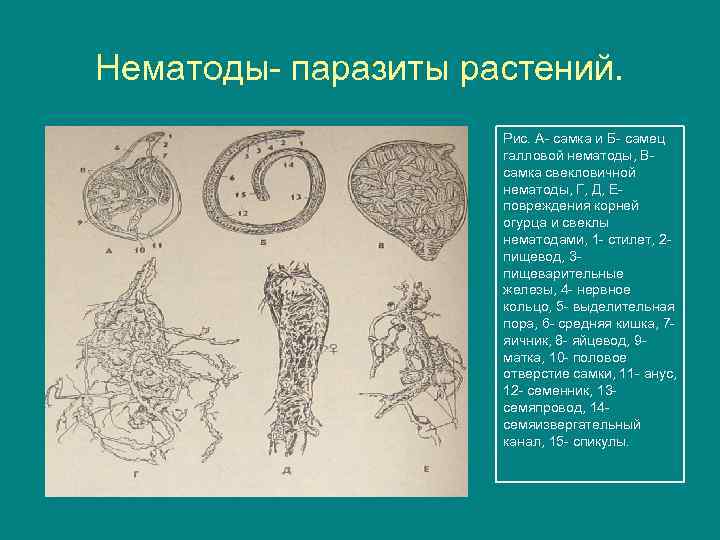 Нематоды- паразиты растений. Рис. А- самка и Б- самец галловой нематоды, Всамка свекловичной нематоды,