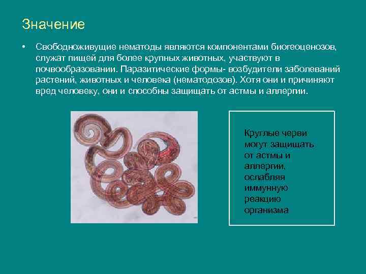 Значение • Свободноживущие нематоды являются компонентами биогеоценозов, служат пищей для более крупных животных, участвуют