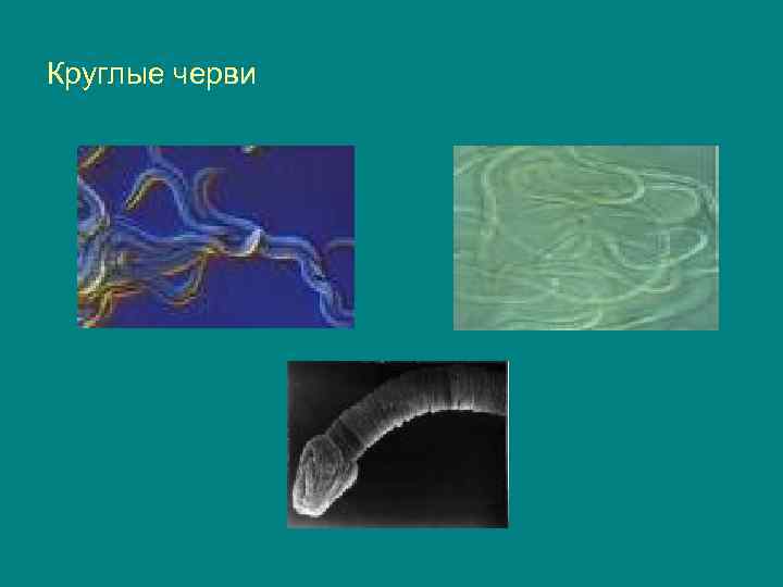 Круглые черви 