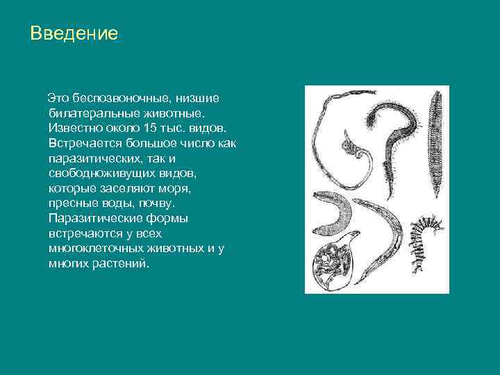 Введение Это беспозвоночные, низшие билатеральные животные. Известно около 15 тыс. видов. Встречается большое число