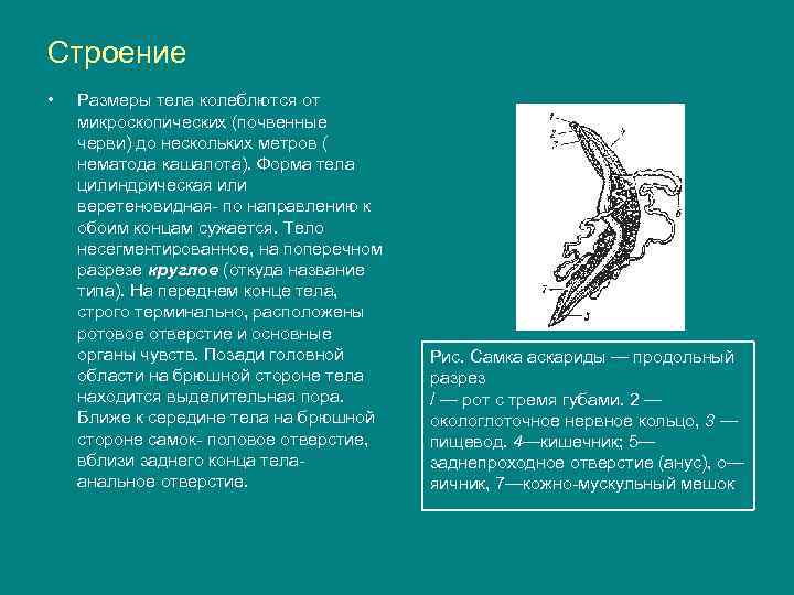 Строение • Размеры тела колеблются от микроскопических (почвенные черви) до нескольких метров ( нематода