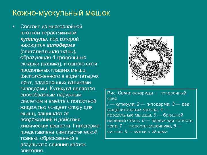 Кожно-мускульный мешок • Состоит из многослойной плотной нерастяжимой кутикулы, под которой находится гиподерма (эпителиальная