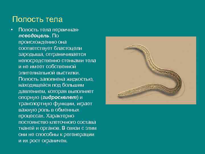 Полость тела • Полость тела первичнаяпсевдоцель. По происхождению она соответствует бластоцели зародыша, отграничивается непосредственно