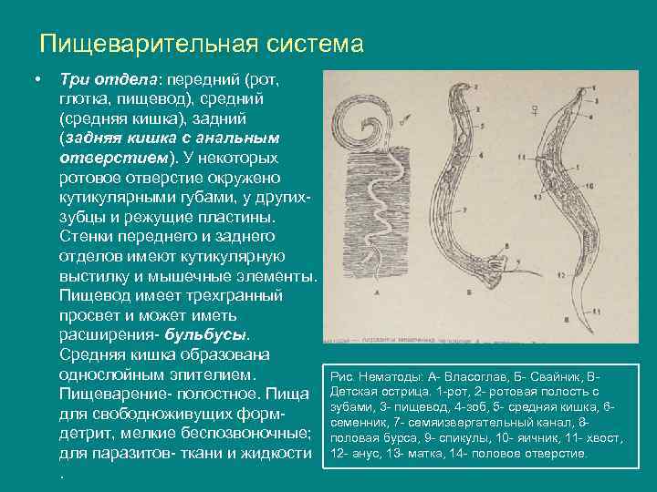 Пищеварительная система • Три отдела: передний (рот, глотка, пищевод), средний (средняя кишка), задний (задняя