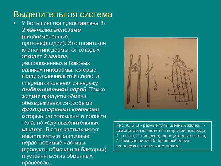 Выделительная система • У большинства представлена 12 кожными железами (видоизмененные протонефридии). Это гигантские клетки