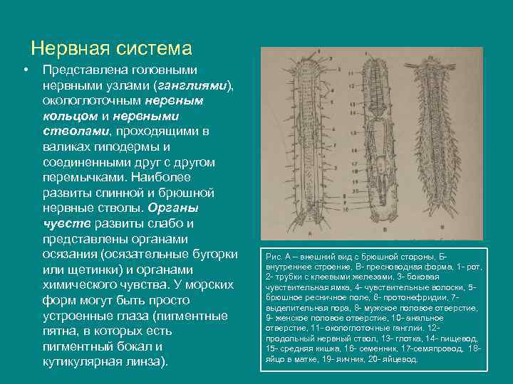 Нервная система • Представлена головными нервными узлами (ганглиями), окологлоточным нервным кольцом и нервными стволами,